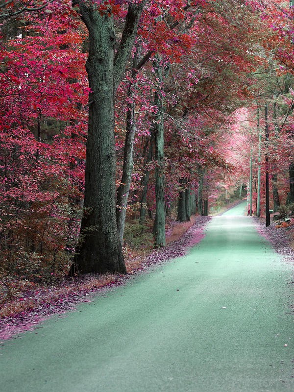 Sandro De Carvalho, BYWAY I (Wald, Straße, Bäume, Fotokunst, Wunschgröße, Wohnzimmer, Treppenhaus, bunt, pink)