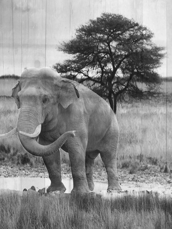Sheldon Lewis, WILD ANIMAL I (Elefant, Landschaft, Großwild, Tier, Fotokunst, Wunschgröße, Treppenhaus, Wohnzimmer, schwarz/weiß)