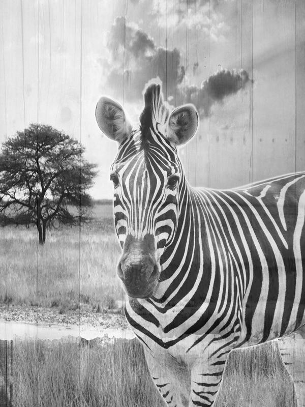 Sheldon Lewis, WILD ANIMAL II (Zebra, Landschaft, Großwild, Tier, Aufrika Fotokunst, Wunschgröße, Treppenhaus, Wohnzimmer, schwarz/weiß)