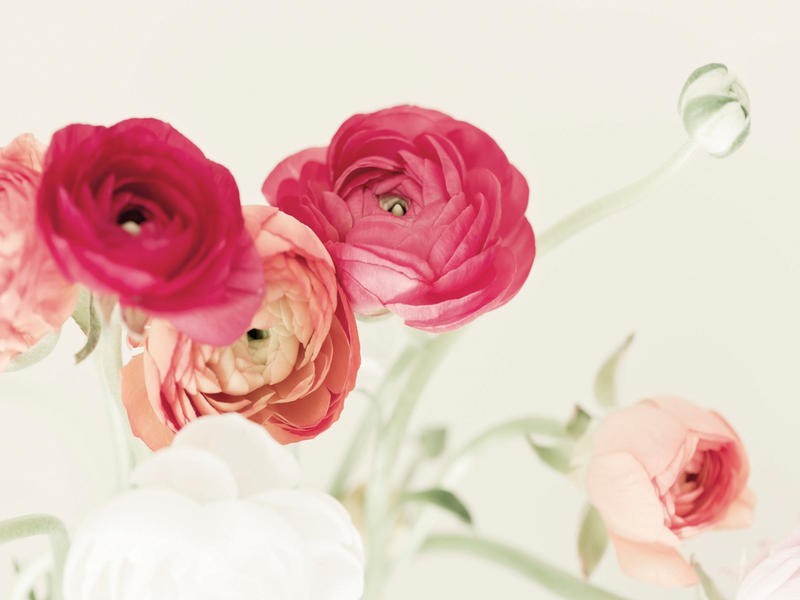 Tracey Telik, RANUNCULUS II (Ranunkeln, Blumen, Blüten, Blütenblätter, Nahaufnahme, Pflanzen, Botanik, Fotokunst, zart, Wunschgröße, Treppenhaus, Wohnzimmer)