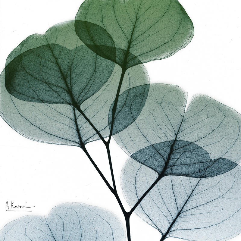 Albert Koetsier, DULL EUCALYPTUS II (X-RAY)