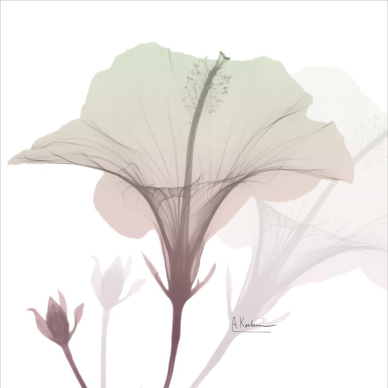 Albert Koetsier, NEAPOLITAN HIBISCUS (X-RAY)