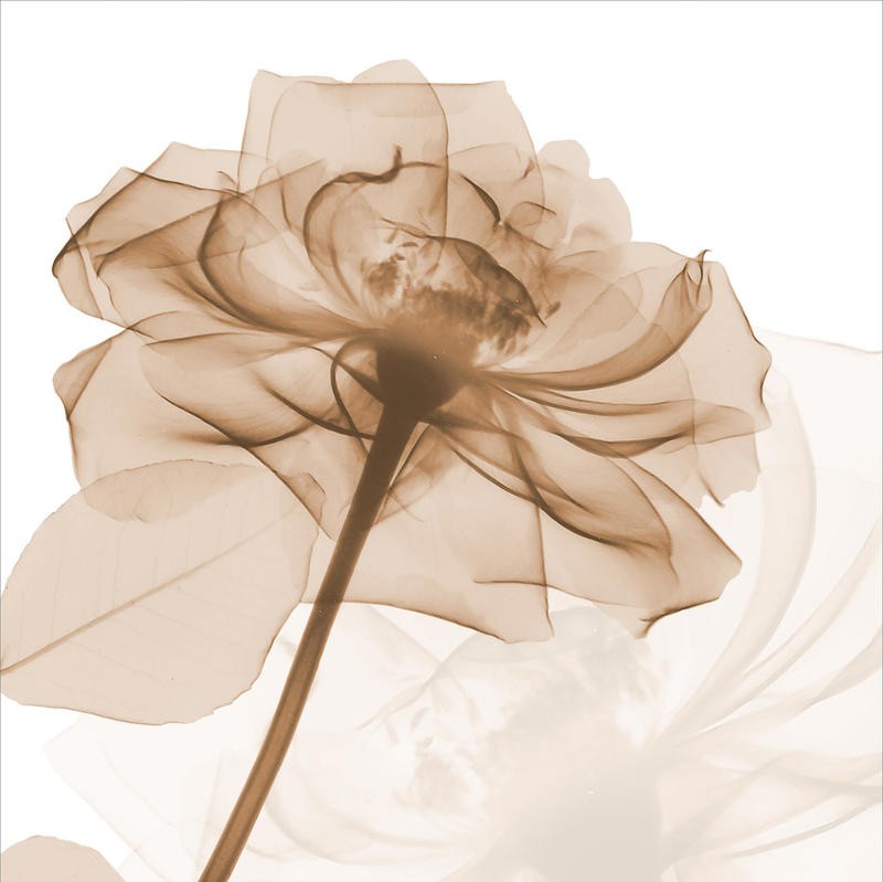 Albert Koetsier, SMOOTH II (X-RAY)