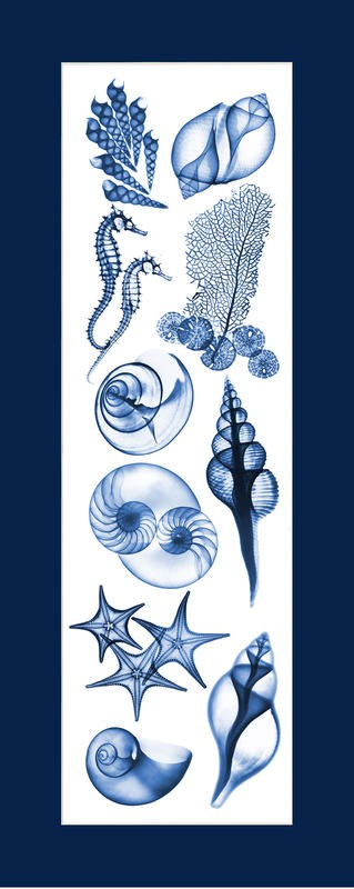 Albert Koetsier, SEALIFE BLUE I (X-RAY)