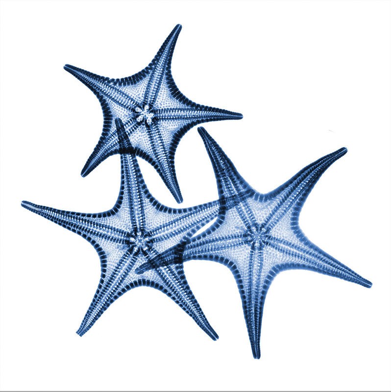 Albert Koetsier, BLUE THREE STARFISH (X-RAY)