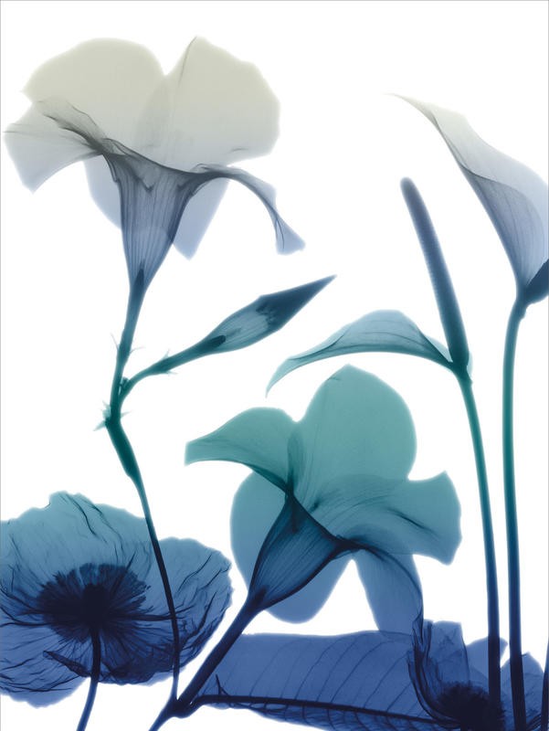 Albert Koetsier, MORNING BLOOM I (X-RAY)