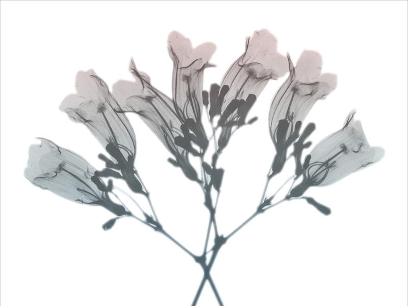 Albert Koetsier, BLOOMING II (X-RAY)