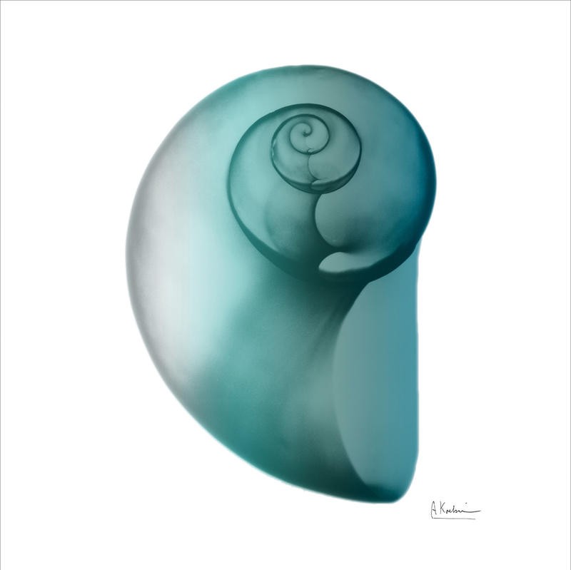 Albert Koetsier, TEAL WATER SNAIL I (X-RAY)