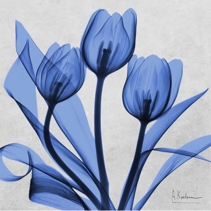 Albert Koetsier, MIDNIGHT TULIPS II (X-RAY)