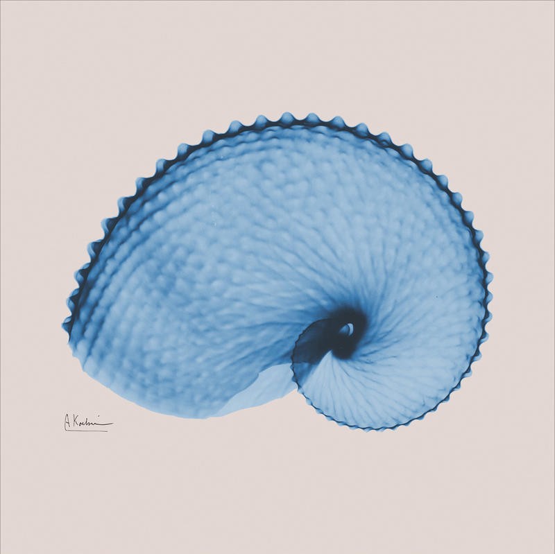 Albert Koetsier, SEALIFE BLUE PART II (X-RAY)
