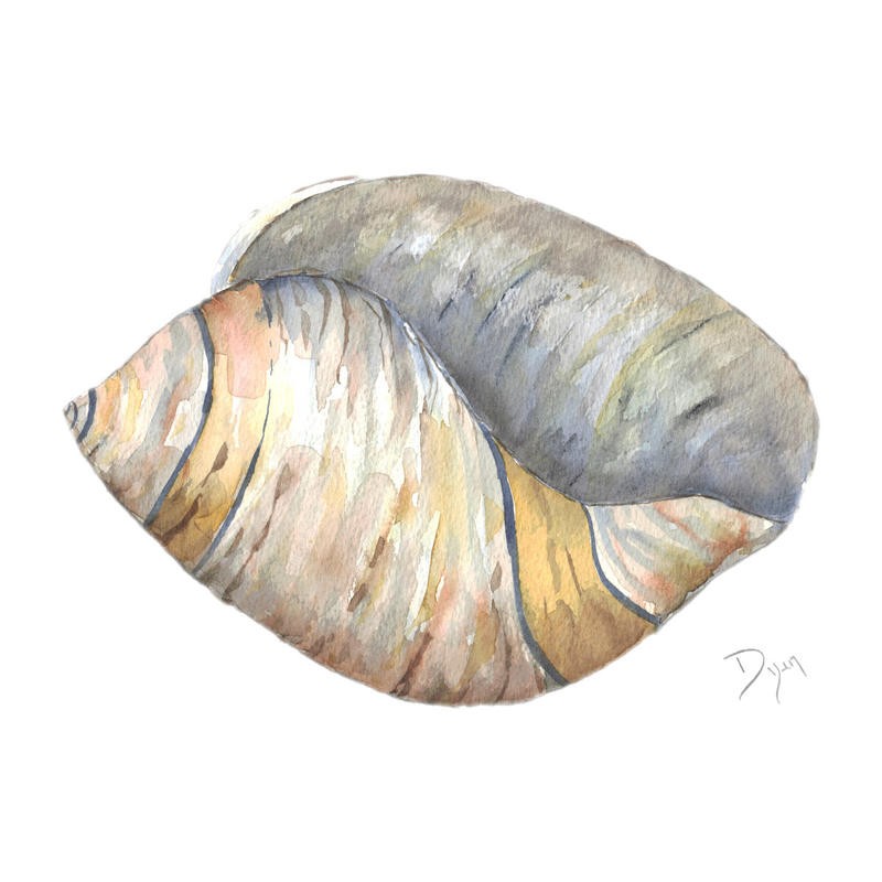 Beverly Dyer, SEA SHELL NEUTRAL I (Muschel, Meerstier, Schalentier, maritim, Badezimmer, Wohnzimmer, Treppenhaus, Malerei, Wunschgröße, beige/braun)