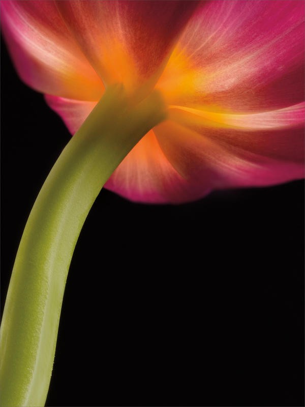 Barry Seidmann, GLOWING TULIP (Blume, Tulpe, Stängel, Blüte, Fotokunst, Nahaufnahme, schwarzer Hintergrund, Wunschgröße, Treppenhaus, Esszimmer, Wohnzimmer, leuchtend, bunt)