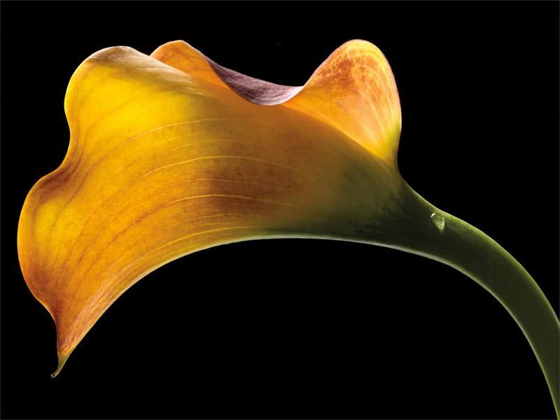 Barry Seidmann, MANGO CALLA LILY (Blume, Kalla, Stängel, Blüte, exotisch, Botanik, Fotokunst, Nahaufnahme, schwarzer Hintergrund, Wunschgröße, Treppenhaus, Esszimmer, Wohnzimmer, leuchtend, gelb/schwarz)