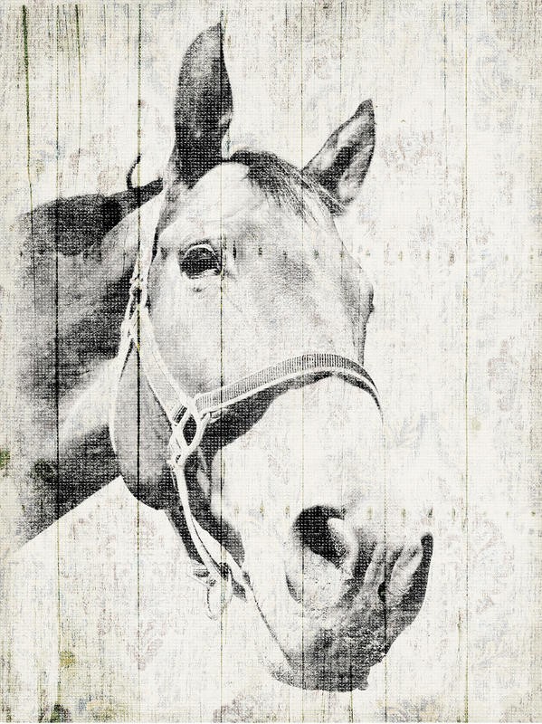 Jace Grey, VINTAGE HORSE (TIERE)