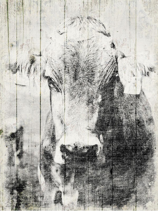 Jace Grey, VINTAGE COW (TIERE)