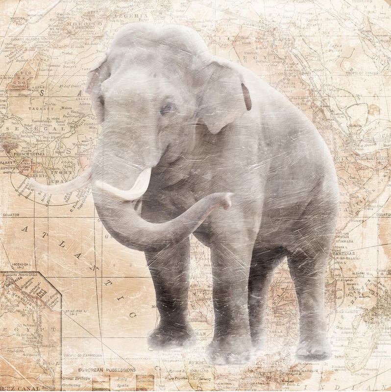 Jace Grey, AFRICAN ELEPHANT (TIERE)