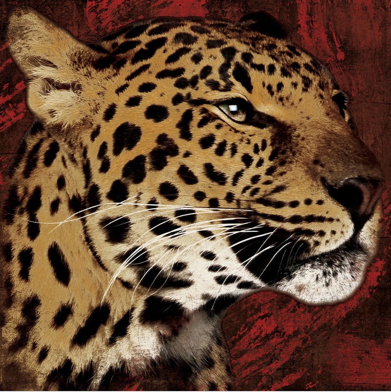 Jace Grey, STREAKS LEOPARD (TIERE)