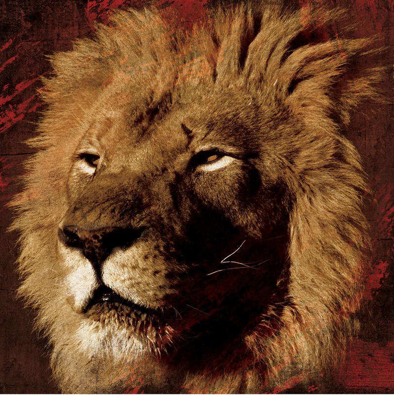 Jace Grey, STREAKS LION (TIERE)