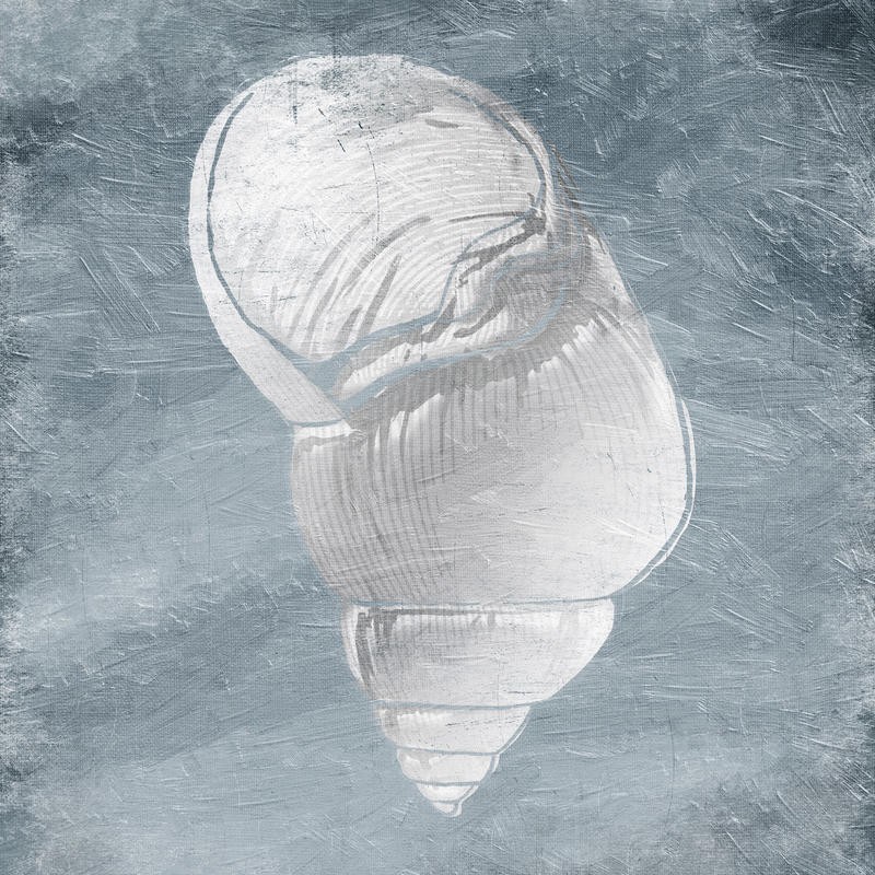 Jace Grey, WHITE SHELLS I (MARITIM)