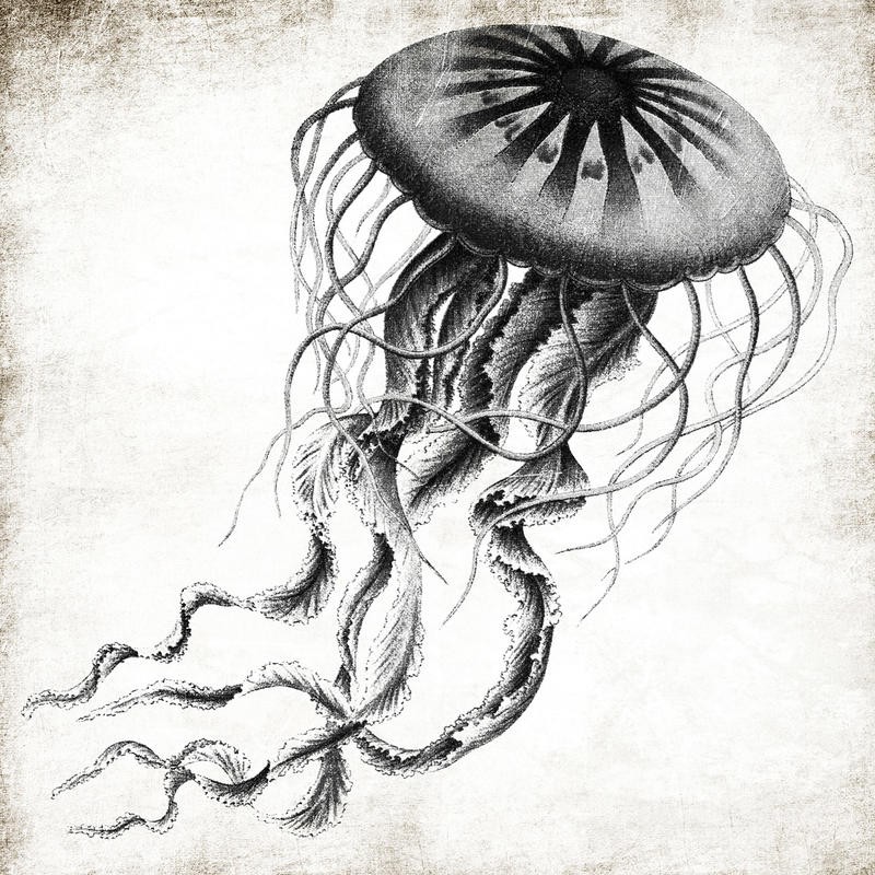 Jace Grey, INK JELLYFISH (MARITIM)