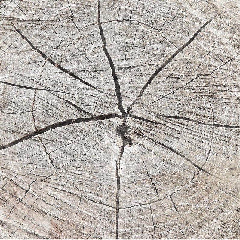 Jace Grey, TREE RINGS I (FOTOGRAFIE)
