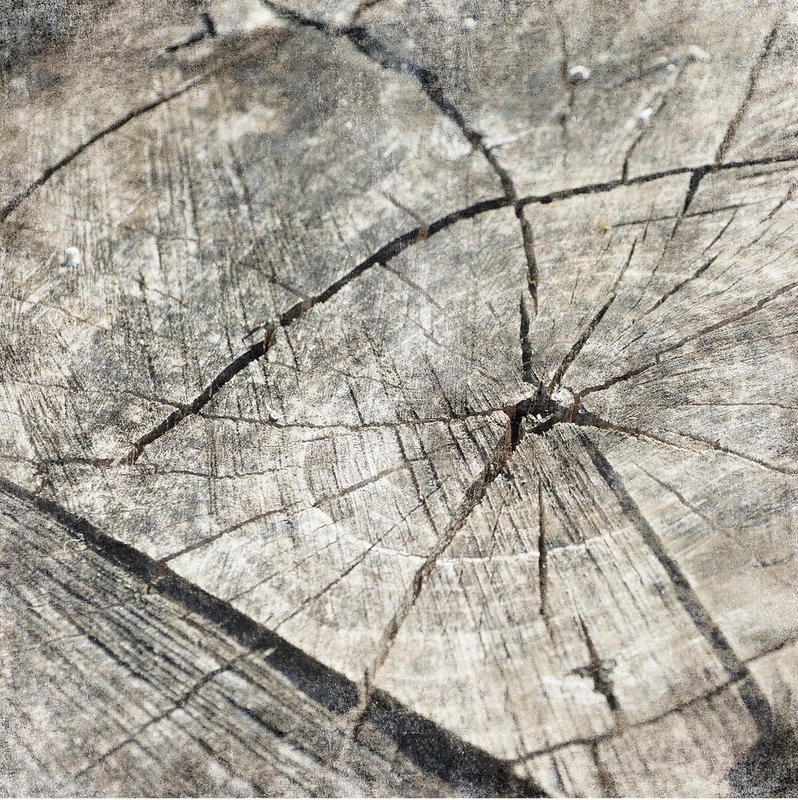 Jace Grey, TREE RINGS II (FOTOGRAFIE)