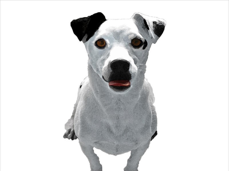 Jeff Pica, JACK RUSSELL BUDDY III (Hund, Rassehund, Tierportrait, Fotokunst, Wunschgröße, Treppenhaus, Wohnzimmer, Tierarztpraxis, schwarz/weiß)