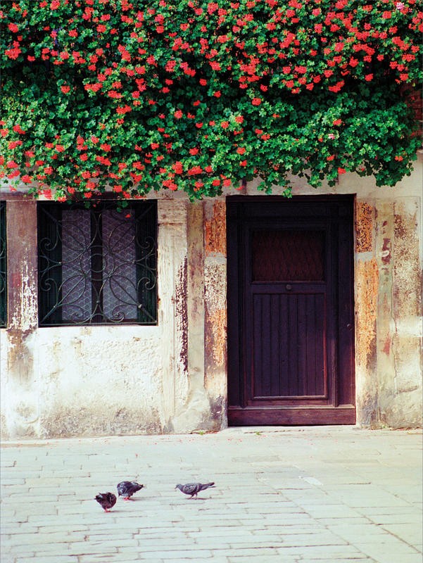 Jeff Pica, VENICE FLORAL OVERHANG (Fassade, historisch, Venedig, Städte, Blumenkasten, üppig, Fotografie, Wunschgröße, Wohnzimmer, Treppenhaus, bunt)