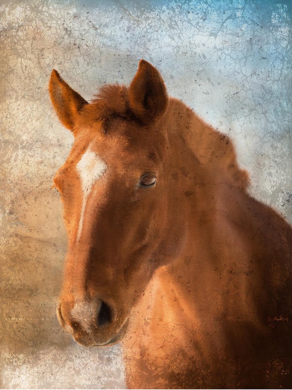 Kimberly Allen, BROWN HORSE (Pferd, Pferdekopf, Tierportrait, Tier, Brauner, Blesse, zeitgenössisch, Malerei,  Wohnzimmer, Treppenhaus,  Wunschgröße, bunt)