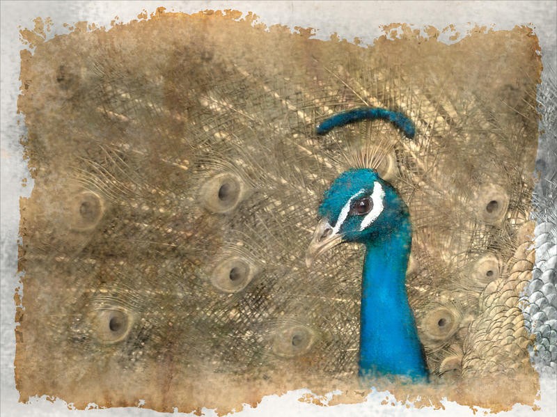 Kimberly Allen, ANTIQUE PEACOCK I (Pfau, Pfauenfedern, Rad schlagen, Pfauenaugen,Vogel,  Postkarte, Nostalgie, Grafik, Wohnzimmer, Treppenhaus, Schlafzimmer,  Wunschgröße, beige/blau)