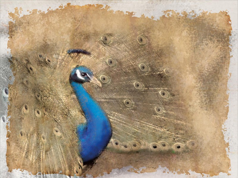 Kimberly Allen, ANTIQUE PEACOCK II (Pfau, Pfauenfedern, Rad schlagen, Pfauenaugen, Vogel, Postkarte, Nostalgie, Grafik, Wohnzimmer, Treppenhaus, Schlafzimmer,  Wunschgröße, beige/blau)
