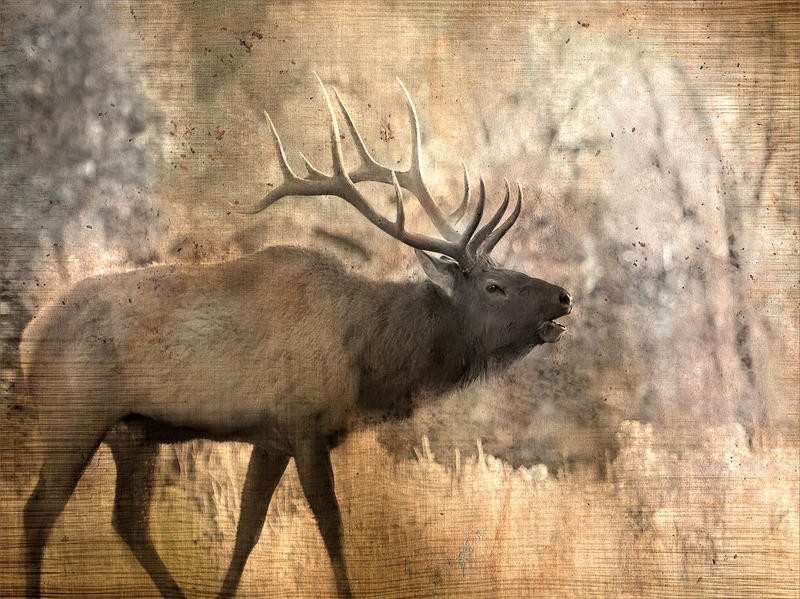 Kimberly Allen, MORNING WALK I (Hirsch, röhrender Hirsch,Geweih,  Morgendunst, Stimmung, Tierportrait, Tier,  zeitgenössisch, Malerei,  Wohnzimmer, Treppenhaus,  Wunschgröße, bunt)