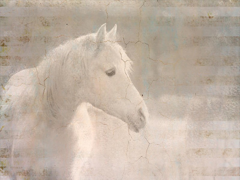 Kimberly Allen, WHITE KNIGHT SERENITY (Schimmel, weißes Pferd, Gelassenheit, Tierportrait, Tier, Dunst, zeitgenössisch, Malerei,  Wohnzimmer, Treppenhaus,  Wunschgröße, grau)