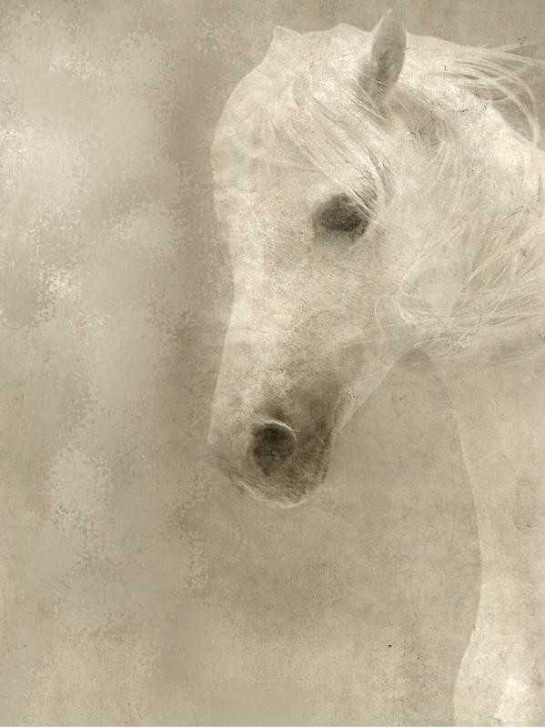 Kimberly Allen, WHITE MANE (Schimmel, weißes Pferd, Gelassenheit, Tierportrait, Tier, Dunst, zeitgenössisch, Malerei,  Wohnzimmer, Treppenhaus,  Wunschgröße, grau)