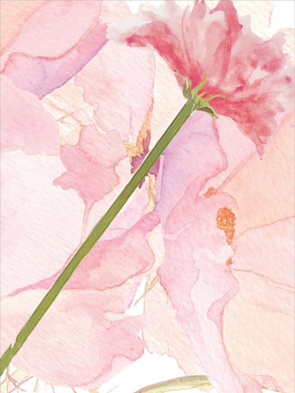 Kimberly Allen, SYMPATHY FLOWER (Blumen, Blüten, Blütenblätter, Aquarell,  Wohnzimmer, Treppenhaus, Schlafzimmer, Malerei, Wunschgröße, rosa, pastell)