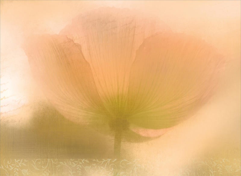 Kimberly Allen, POPPY PASTEL (Blumen, Blüten, Blütenblätter, Mohnblume, Aquarell,  Wohnzimmer, Treppenhaus, Schlafzimmer, Malerei, Wunschgröße, rosa, pastell)