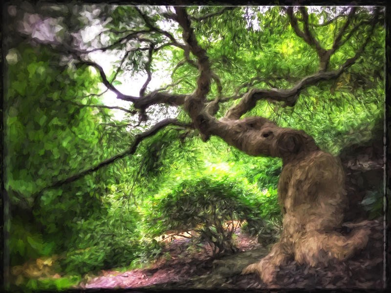 Joseph Rowland, GARDEN I (Baum, alter Baum, knorrig, Äste, Blätter, Natur, Fotokunst, Wohnzimmer, Treppenhaus, Wunschgröße, bunt)