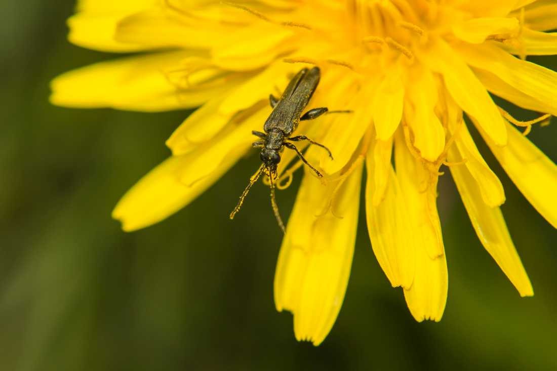 Conny Krakowski, Kleiner Krabbler (Biene,Käfer, Insekt, Sommer, Flügeltier, Leben,Makroaufnahme, Macro, Fotografie)