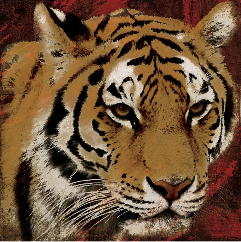 Jace Grey, STREAKS TIGER (TIERE)