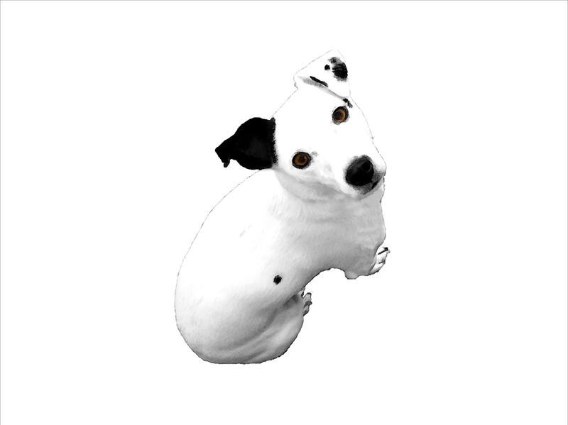 Jeff Pica, JACK RUSSELL BUDDY I (Hund, Rassehund, Tierportrait, Fotokunst, Wunschgröße, Treppenhaus, Wohnzimmer, Tierarztpraxis, schwarz/weiß)