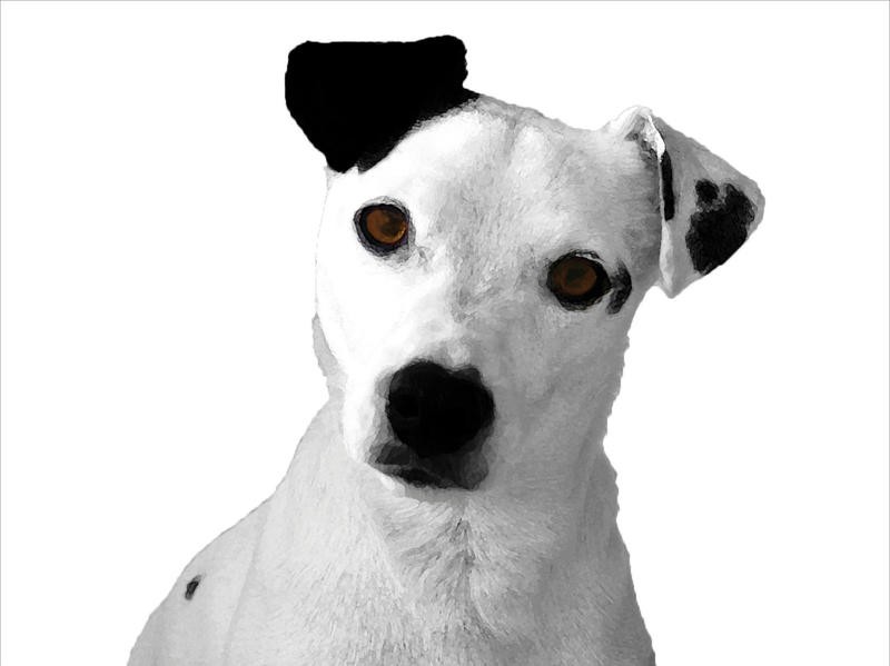 Jeff Pica, JACK RUSSELL BUDDY II (Hund, Rassehund, Tierportrait, Fotokunst, Wunschgröße, Treppenhaus, Wohnzimmer, Tierarztpraxis, schwarz/weiß)
