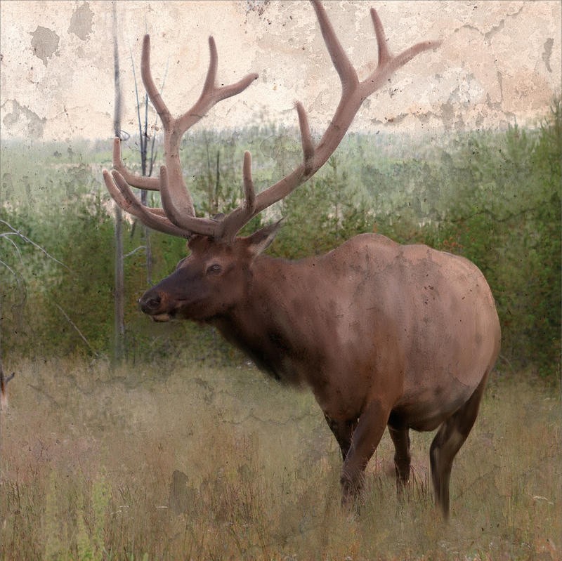 Kimberly Allen, ELK STRIDE (Hirsch, Geweih, Schreiten, majestätisch, Stimmung, Tierportrait, Tier,  zeitgenössisch, Malerei,  Wohnzimmer, Treppenhaus,  Wunschgröße, bunt)