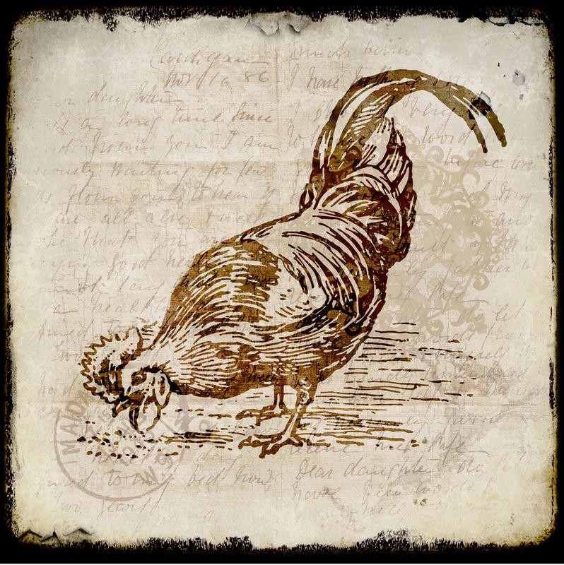 Kimberly Allen, VINTAGE ROOSTER SQUARE III (Hahn, Vogel, Kalligrafie, Nostalgie, Retro/Vintage,  Grafik, Wohnzimmer, Treppenhaus,  Küche, Esszimmer, Wunschgröße, braun/beige)