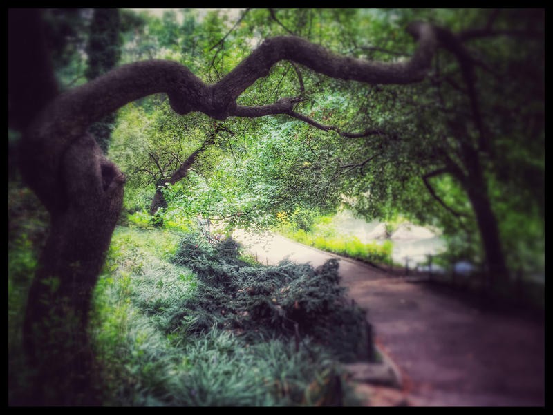 Joseph Rowland, PARK I (Baum, alter Baum, knorrig, Äste, Blätter, Parkweg, Botanik, Natur, Fotokunst, Wohnzimmer, Treppenhaus, Wunschgröße, bunt)