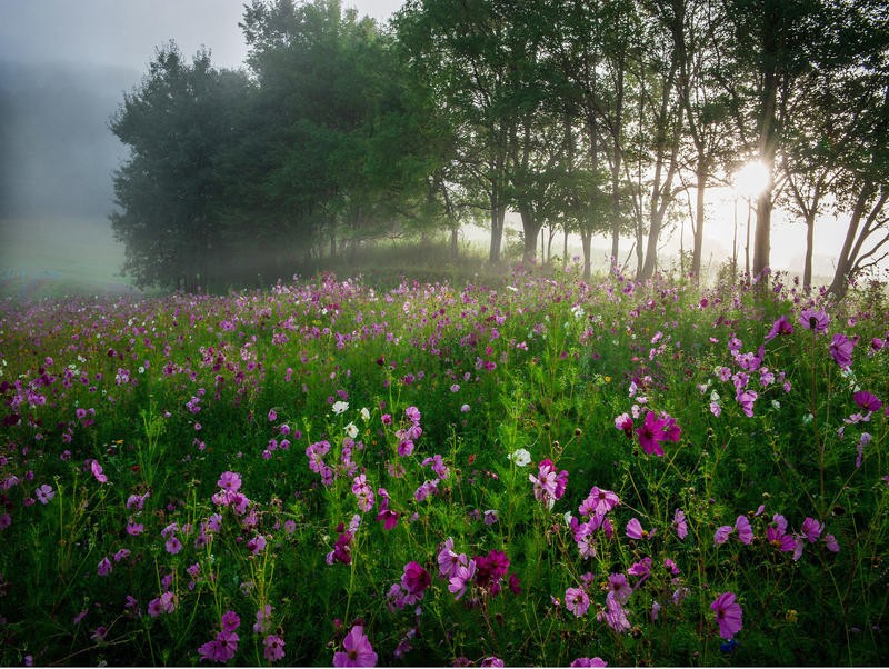 Joseph Rowland, PARK II (Blumenwiese, Garten, Sommer, Dunst,  Natur, Fotokunst, Wohnzimmer, Treppenhaus, Wunschgröße, bunt)