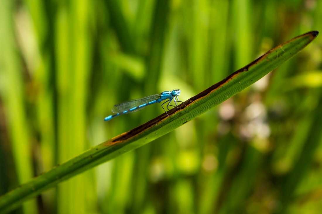 Conny Krakowski, Grazieles Leben (Libelle, Insekt, Sommer, Flügeltier, Leben,Makroaufnahme, Macro, Fotografie)