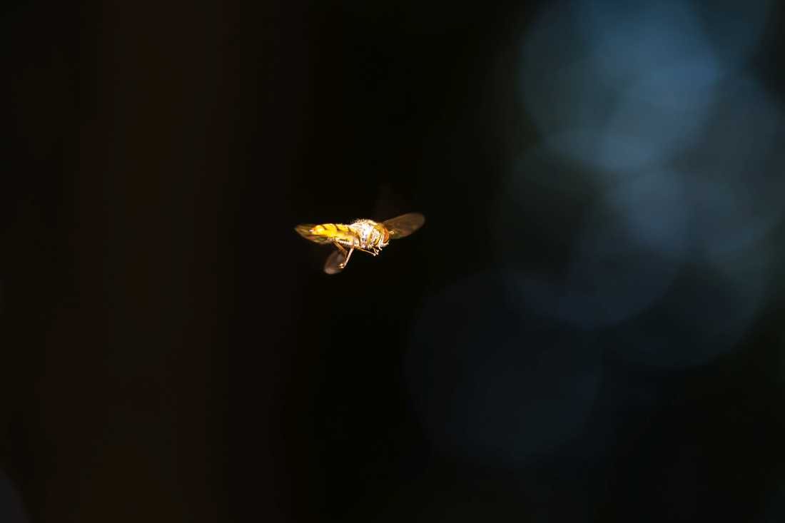 Conny Krakowski, Schwebfliege im Flug (Biene,Schweblige, Täuschung, flieger, Insekt, Sommer, Flügeltier, Leben,Makroaufnahme, Macro, Fotografie)