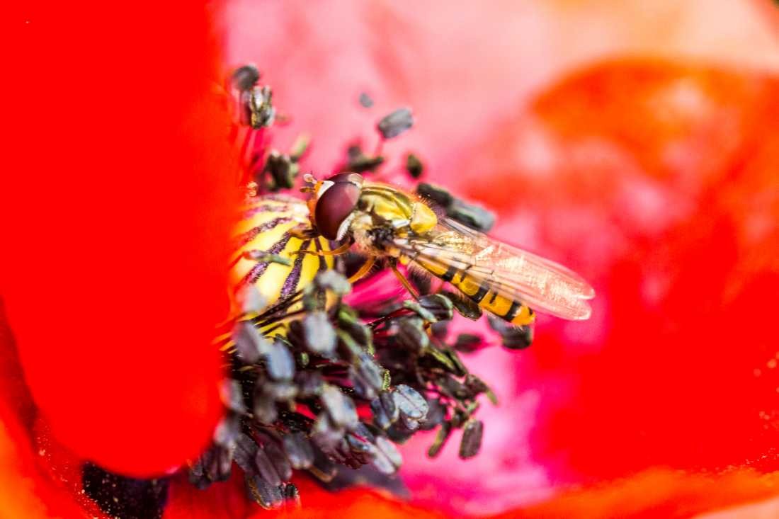 Conny Krakowski, Schwebfliege im Mohn (Biene,Schwebfliege, Mohn, Klatschmohn, Mohnblume, Insekt, Sommer, Flügeltier, Leben,,Makroaufnahme, Macro, Fotografie)