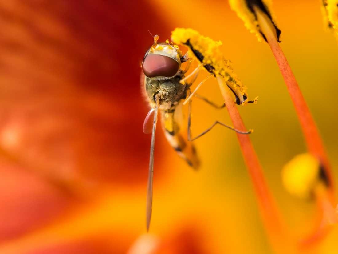 Conny Krakowski, Alles Täuschung (Biene,Schwebfliege, Lilie, Taglilie, Insekt, Sommer, Flügeltier, Leben, Makroaufnahme, Macro, Fotografie)