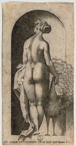 Raffael (Raffaello Sanzio), Venus. (Raffael (Raffaello Sanzio),1483-1520,Florenz,Galleria degli Uffizi,16. Jahrhundert,Gabinetto dei Disegni e Stampe,Raffael,La Collection,Venus,Frau,von hinten,Rückenansicht,Pfau,Vogel,Akt,Nische,Mythologie,Rückenakt)